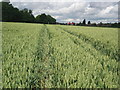 Footpath and right of way passing through wheat field