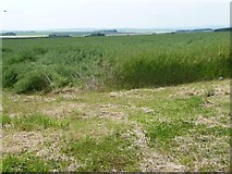 TA1471 : Corner of an oilseed rape field by Christine Johnstone