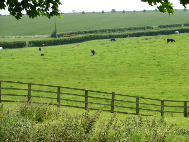 Cattle grazing on the east side of Grindale