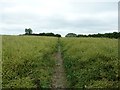 Oil rape seed crop on path to Upperton