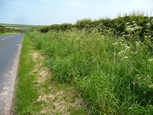 Roadside verge full of wildflowers © Christine Johnstone :: Geograph ...