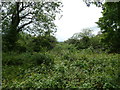 On top of Mouse Castle motte