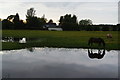 SD8406 : Evening grazing in a flooded field by Bill Boaden