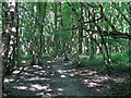 TQ8292 : Path in Hockley Woods by Roger Jones