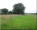 Solitary tree in a field