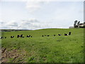 Cattle at Durhamfield farm