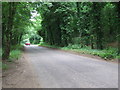 Tree Lined Road