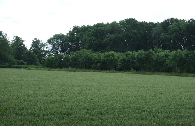 Farmland towards Little Thistlemoor Wood