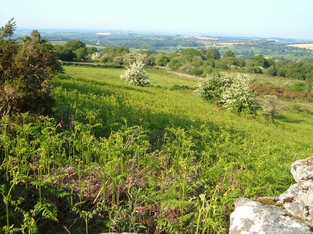 Bracken and hawthorn, Cosdon Hill