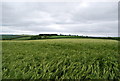 A field of Barley