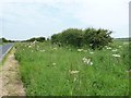 Wide flower-filled roadside verge