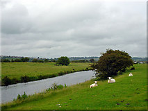 TQ9118 : Sheep by the River Brede by Robin Webster