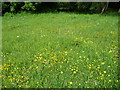 Flower meadow on Common Hill