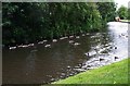 Canadian Geese on the Staffs & Worcs Canal, Kidderminster