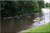 SO8277 : Canadian Geese on the Staffs & Worcs Canal, Kidderminster by P L Chadwick
