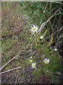 A summer wildflower