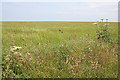 Barley Field