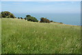 Scrubby grassland near South Foreland