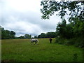 View from Burntwood Lane of horses grazing in field
