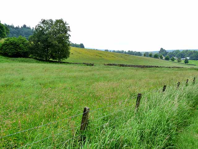 Hay meadow near Smalesmouth Farm