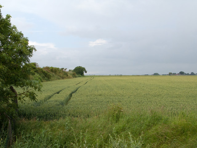 Wheat field beside Swinefleet Warping Drain