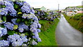 Blue Hydrangeas at Clarach Bay