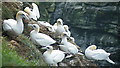NJ8267 : Gannets on the Cliffs by Anne Burgess
