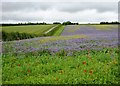 Borage crop growing at Stancombe Down