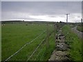 Cows grazing and lying in the level fields