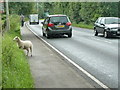 Traffic hazard, Glastonbury