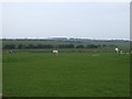 Grazing, Westfield Farm