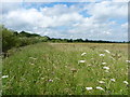 A riverside meadow at Eyton