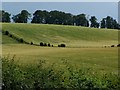 Fields above Little Somborne