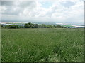 View down to Arlingham from near Little Dean