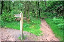 SJ9964 : Path Junction, Forest Wood by Mick Garratt