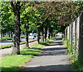 Trees and footpath along Melton Road