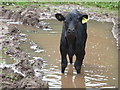 Young water buffalo?