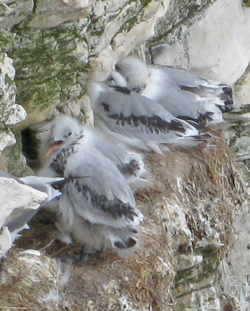 Kittiwake chicks at Bempton Cliffs