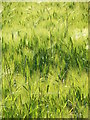 NZ3174 : Fields of Barley by Christine Westerback