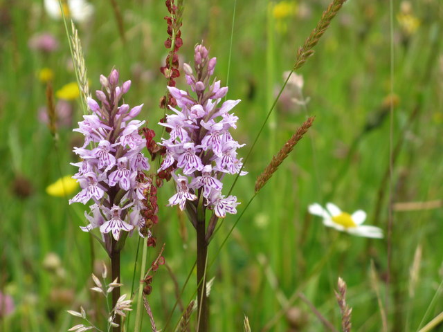 Carr House Meadows - Orchids