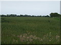 Farmland near Longhoughton