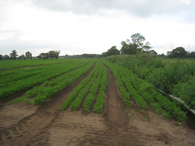 Field of carrots near Rosehill Farm