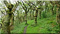 Natural oak woodland, Ynys Hir