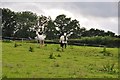 Mid Devon : Horses in a Field