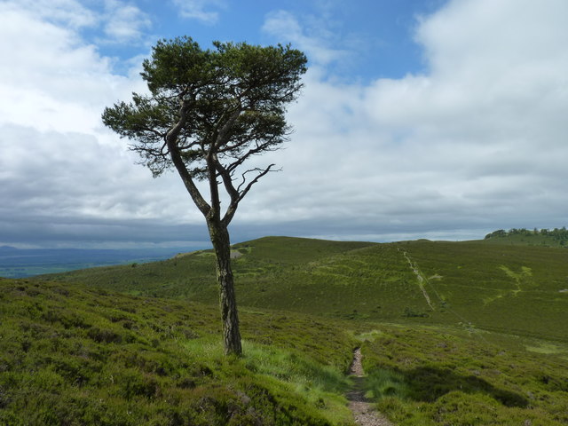 Solitary pine