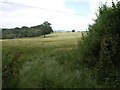 Meadow next to Broadmoor Cottage