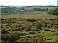 Cattle on Corndon Down