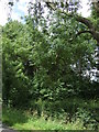 Woodland near Walton Grange