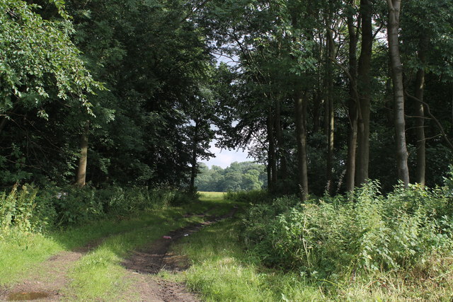 Track through Woodland off A157