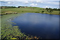 Lilies on an old reservoir